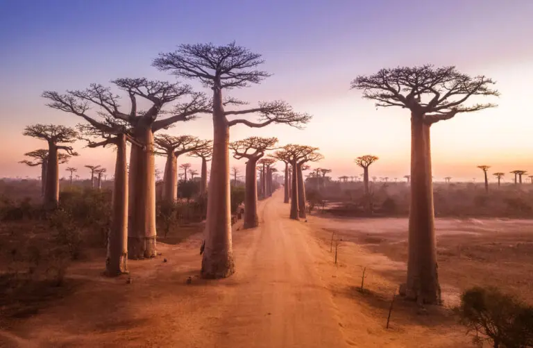 Avenida de los Baobabs al atardecer