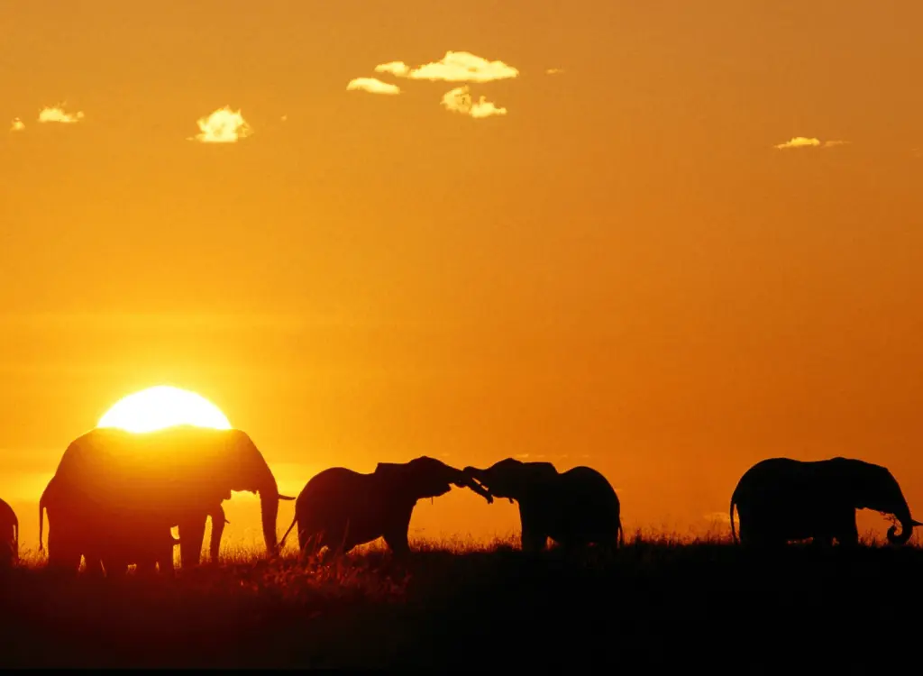 Atardecer con siluetas de animales en la sabana