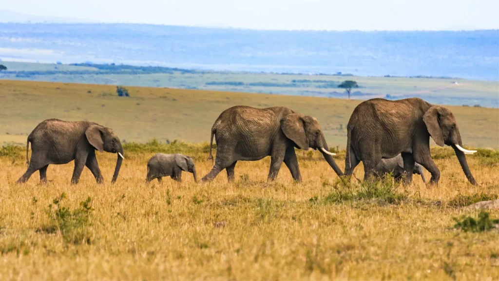 Elefantes en Hwange National Park